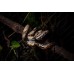 Boa constrictor Jungle
